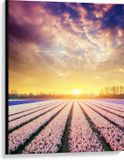 Merkloos / Sans marque Take your time Canvas - Rijen Narcissen in Verschillende Kleuren in het Veld met Zonsondergang - 75x100 cm Foto op Canvas Schilderij (Wanddecoratie op Canvas)