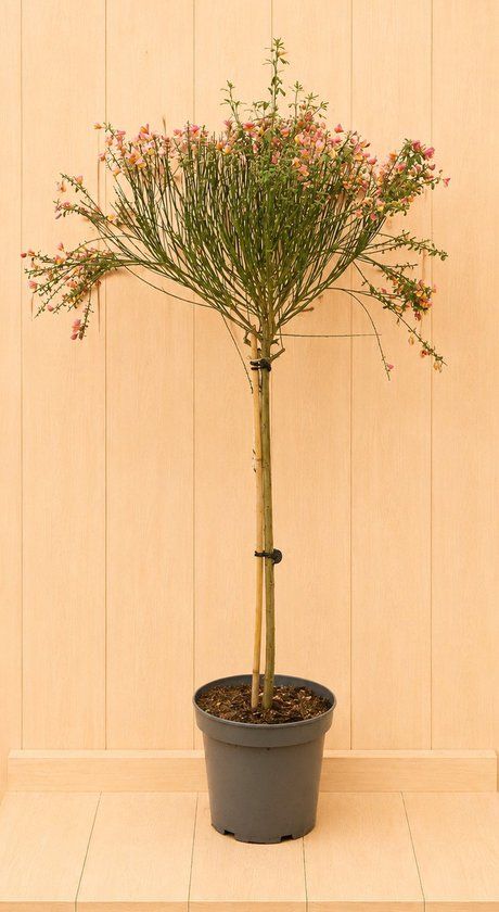 Warentuin Natuurlijk Brem Cytisus scoparius 120 cm stamhoogte 70 cm