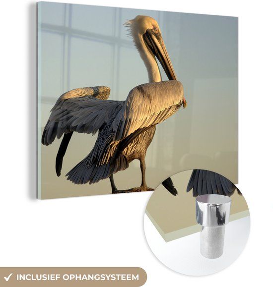MuchoWow® Glass Painting 120x90 cm - Acrylic Glass Painting - A Brown Pelican at Sunset - Photo on Glass - Paintings