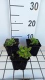 GRDplanten Groendecor Tuinarchitectuur 6x Vlambloem - Phlox stol. 'Blue Ridge' | 9x9 cm pot