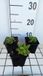 GRDplanten Groendecor Tuinarchitectuur 6x Vlambloem - Phlox stol. 'Blue Ridge' | 9x9 cm pot