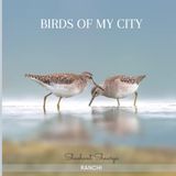 BIRDS OF MY CITY: Ranchi city