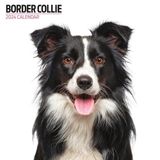 Magnet & Steel Border Collie Kalender 2024 Wandkalender