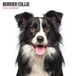 Magnet & Steel Border Collie Kalender 2024 Wandkalender