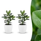 Green boutiQ Clusia Princess - 2 Planten - Pot 12cm - 40cm Hoog