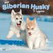 Siberian BrownTrout Publishers Siberian Husky Puppies - Siberian Husky Welpen 2027 - 16-Monatskalender