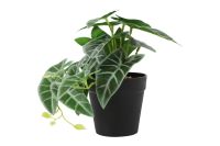 Countryfield Kunstplant Peperomia groen