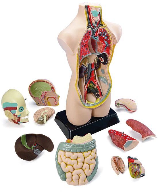 Miniland Anatomische Torso 11 Stukken Veelkleurig Kinderen