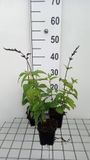 Groendecor Tuinarchitectuur 6x Sauge arbustive - Salvia guar. 'Black And Blue' | pot de 9x9 cm