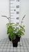 Groendecor Tuinarchitectuur 6x Sauge arbustive - Salvia guar. 'Black And Blue' | pot de 9x9 cm