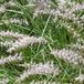 Arborix 6 x Pennisetum Orientale 'Karley Rose' - Lampepoetser - pot 9 x 9 cm