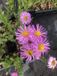 GRDplanten Groendecor Tuinarchitectuur 6x Fijnstraal - Erigeron hybr. 'Rosa Jewell' | 9x9 cm pot