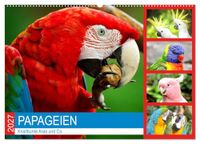 Calvendo Papageien. Knallbunte Aras und Co. (Wandkalender 2027 DIN A2 quer)