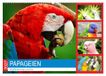 Calvendo Papageien. Knallbunte Aras und Co. (Wandkalender 2027 DIN A2 quer)