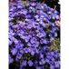 Aubriète 'cascade Blue' Godet de 8/9 cm
