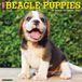 Willow Creek Press Beagle Puppies 2027 12 X 12 Wall Calendar