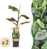 Green boutiQ Musa Ever Red Bananenboom - Winterhard - Groen-Rood - 2 Planten