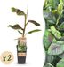 Green boutiQ Musa Ever Red Bananenboom - Winterhard - Groen-Rood - 2 Planten